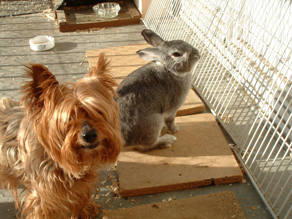 les montagnes colmarienne