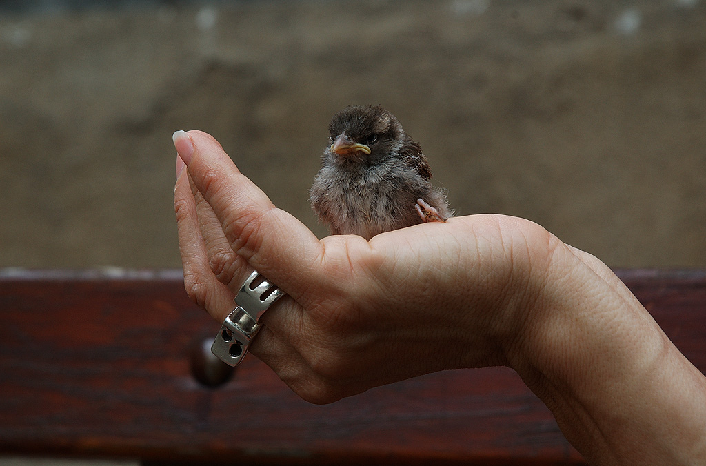 Syndrome du jumeau fantôme