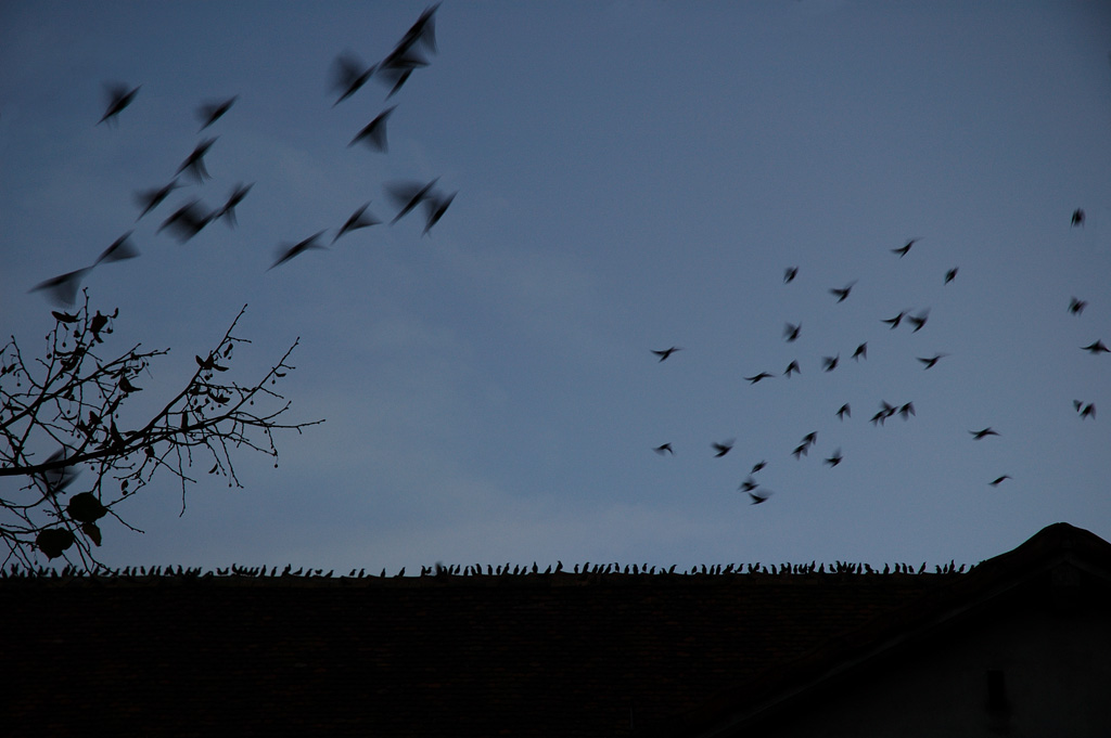 Syndrome du jumeau fantôme